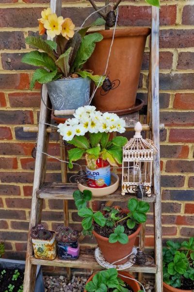 Two old ladders used for displaying pots