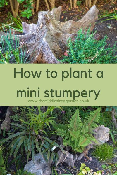 Plants for a mini stumpery