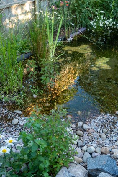 Create a beach in your small wildlife garden