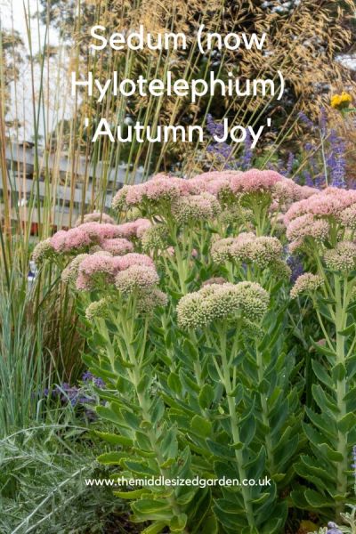 Sedum/Hylotelephium 'Autumn Joy'