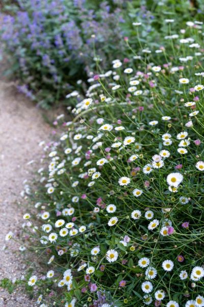 Erigeron karvinskianus is an easy-grow contemporary cottage garden plant that has a long flowering period.