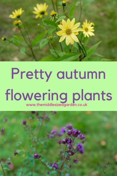 Pretty autumn flowering plants and tips