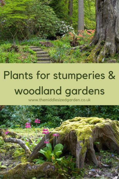 Plants for woodland gardens and stumperies