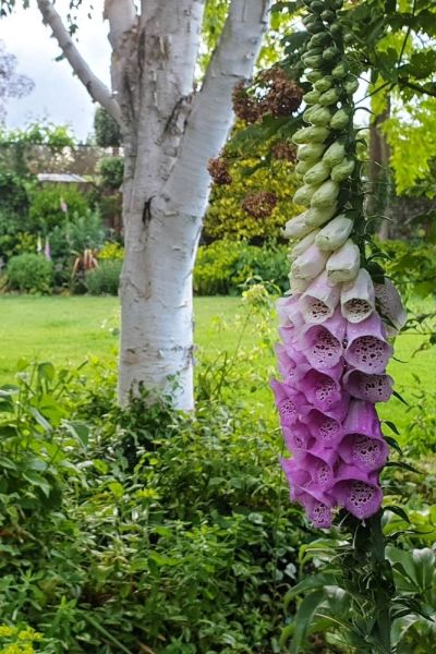 Foxgloves for dry shade