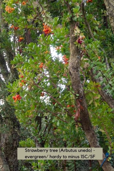 Arbutus unedo or strawberry tree