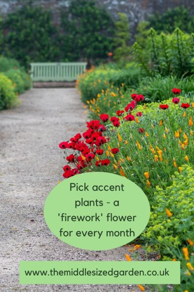 Accent colours in a garden border