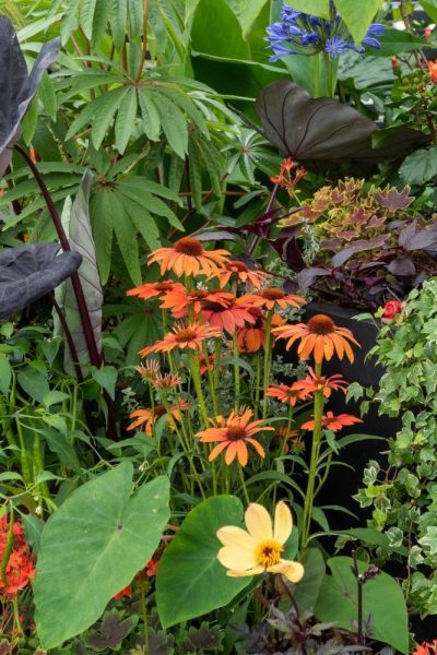 Pollinator-friendly jungle planting