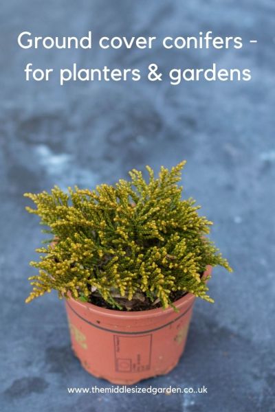 Use conifers in pots, planters or the garden.