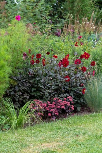 Dahlia Dovegrove and hylotelephium Xenon