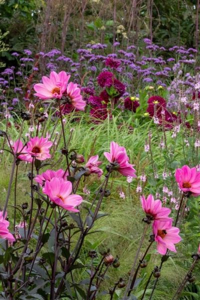 Dahlia Lovely Eyes Loulou and Verbena bonariensis.