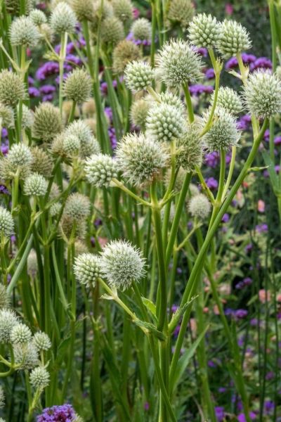 Eyrngium yuccifolium