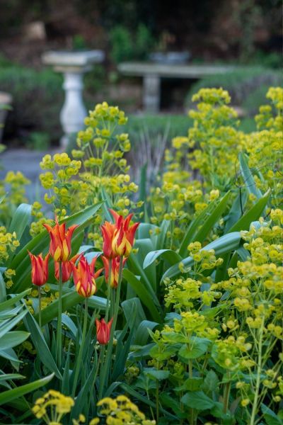 Tulips and euphorbia