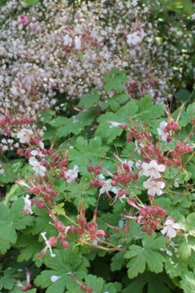 Hardy geraniums for shady dry gardens