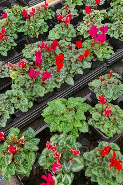 The best winter plants for outdoor container gardens