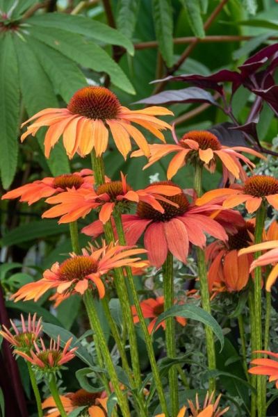 Two kinds of echinacea