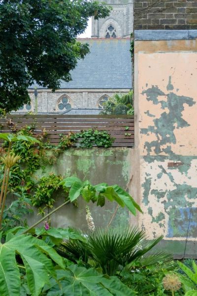 Old walls and tetrapanax.