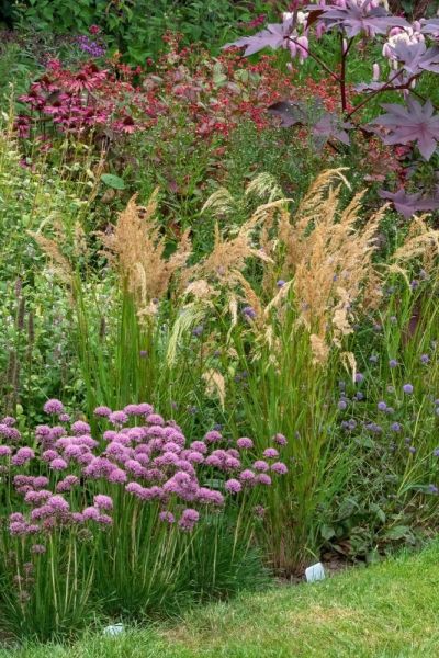 Late summer perennial border grouping