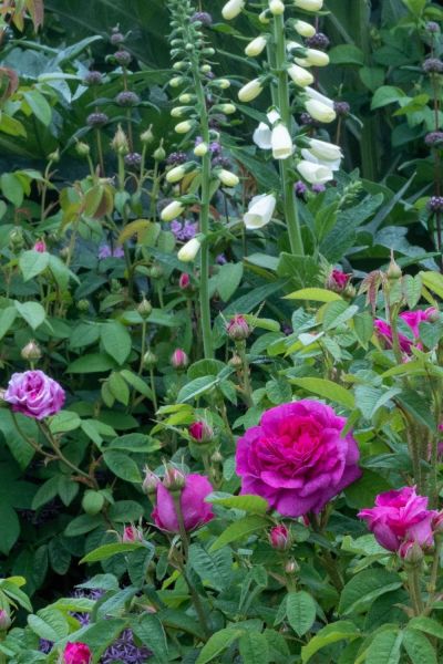 Pairing roses and foxgloves