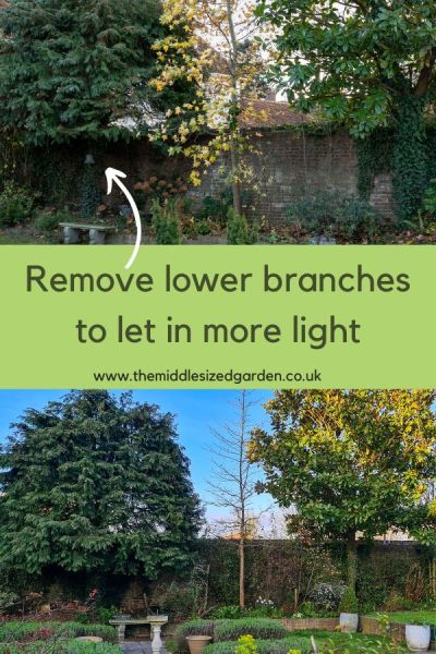 Remove the lower branches of a tree to let in more light.