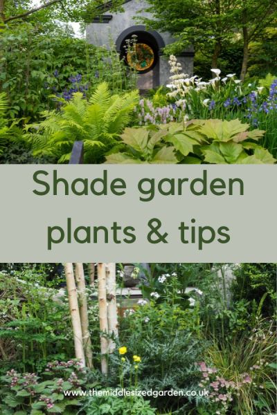 Shady garden tips 