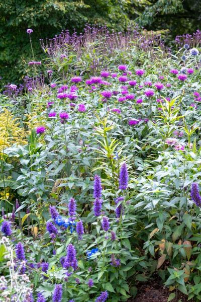 Sloping garden border