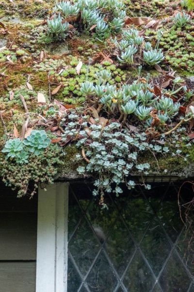 A succulent green roof on a slope