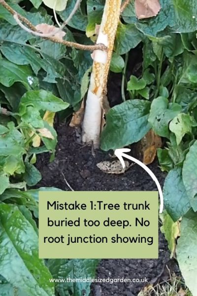 Tree planted wrong