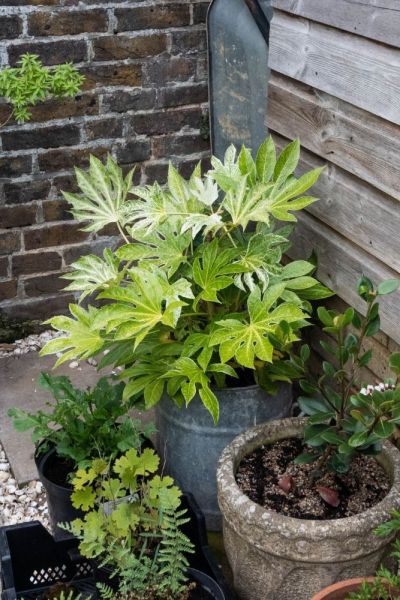 Fatsia japonica