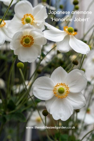 Japanese anemone 'Honorine Jobert' is less of a thug than the pink Japanese anemone.