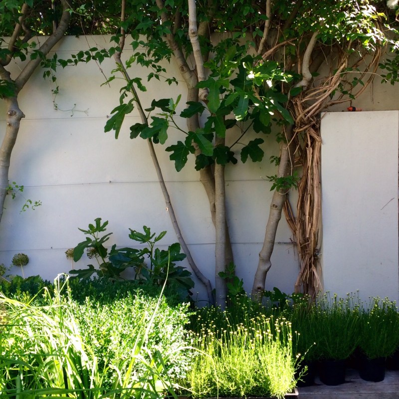 This fig tree, with its bare trunk, is a generous yet space-saving tree for a small urban garden. Beneath it are several crates of Santolina 'Primrose Gem' awaiting delivery to a client. 'Garden designers' gardens are always full of left-over plants or plants waiting to be delivered,' says Charlotte.