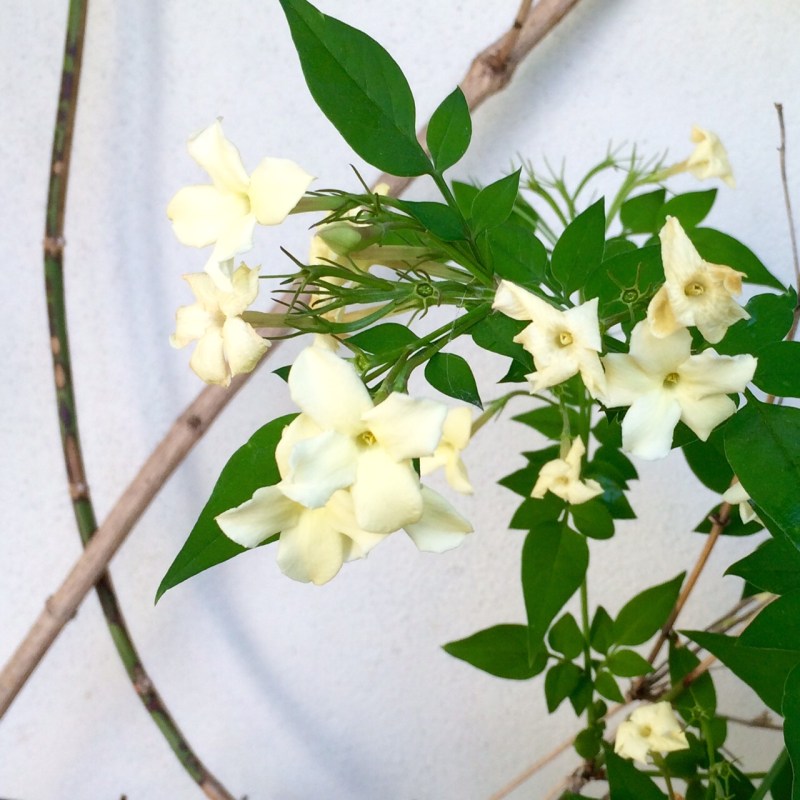 Honeysuckle 'Clotted Cream' - choose unusual and stylish variants of familiar plants.