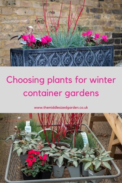 How to choose plants for winter container gardens