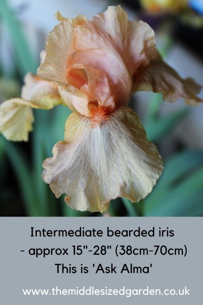 Inermediate irises can grow in shade