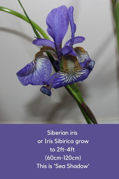 Iris Sibirica