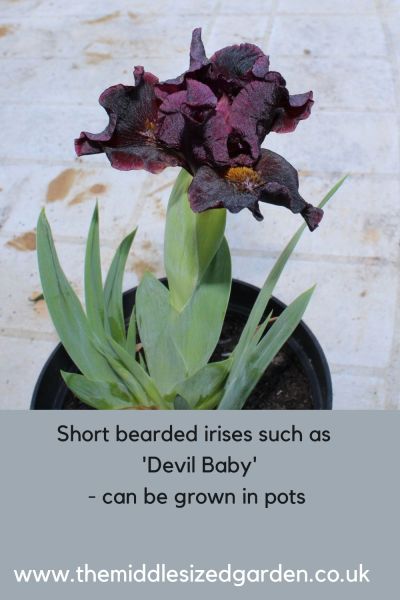 Short bearded irises can grow in pots