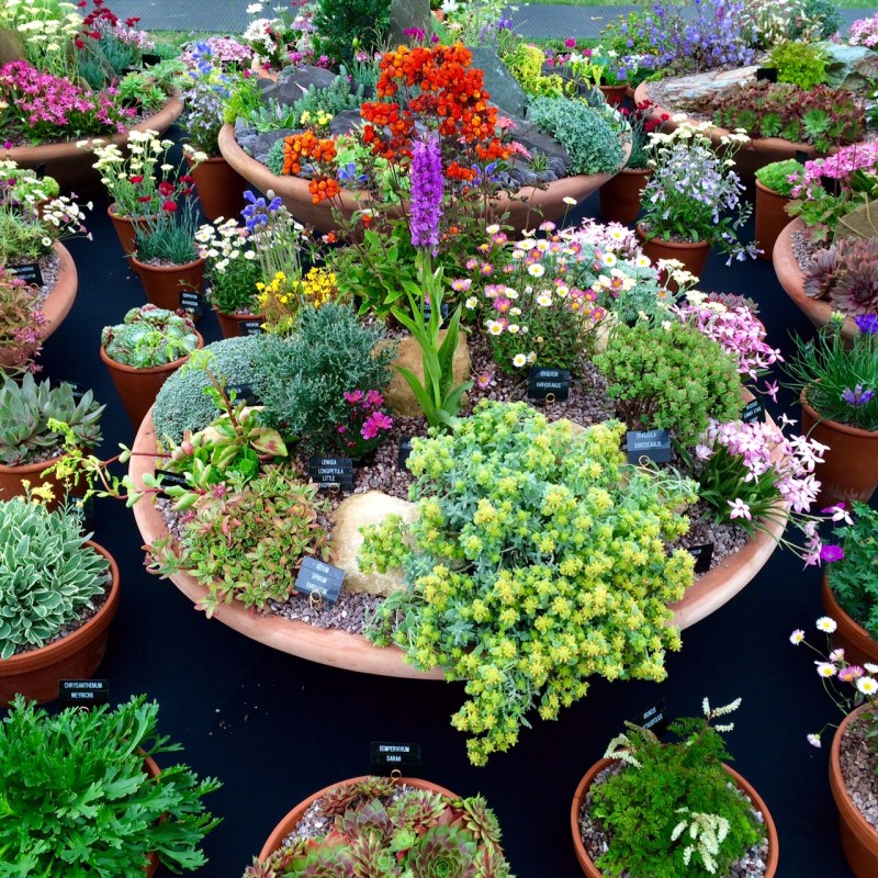 Plant alpines and sempervivums in shallow containers