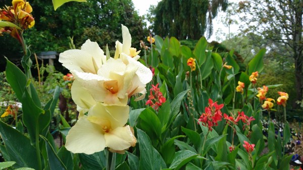 Canna 'Stephen Ryan'