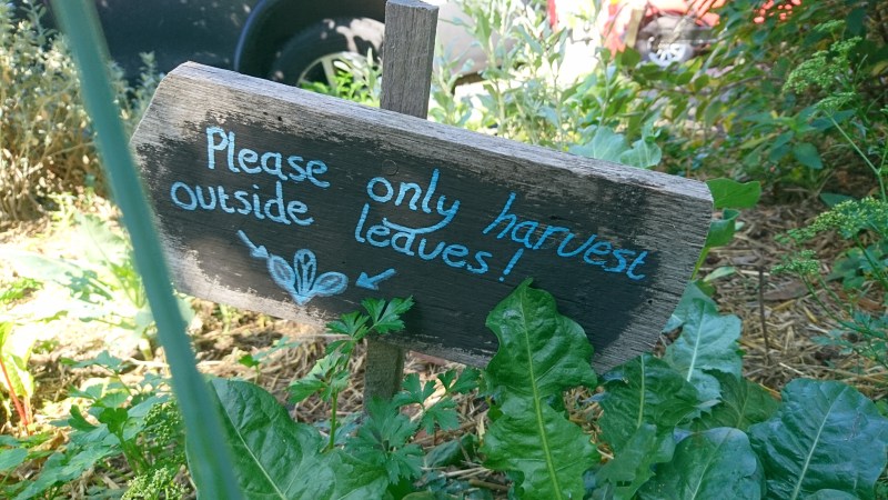 Verge gardening for food