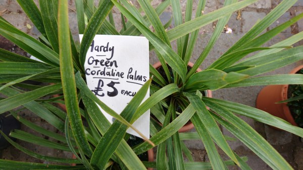 Cordylines for sale in Faversham market