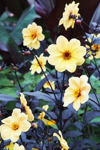 Dahlia 'Hadrian's Sunlight' at The Salutation