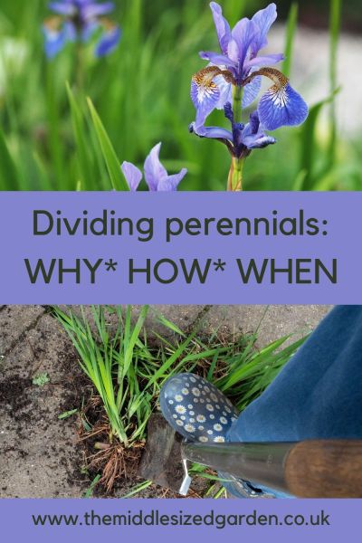 How to divide perennials