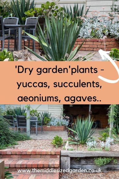 Dry garden plants