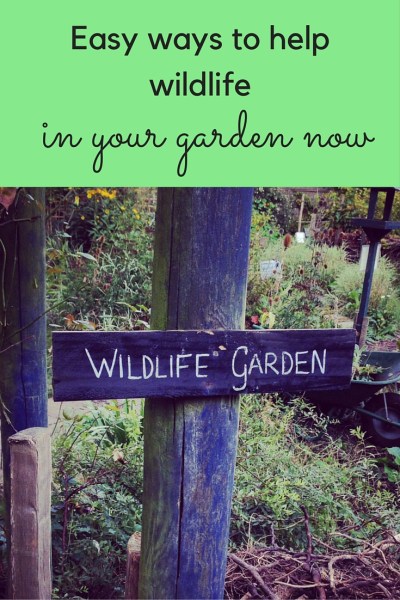 Easy ways to help wildlife in your garden now