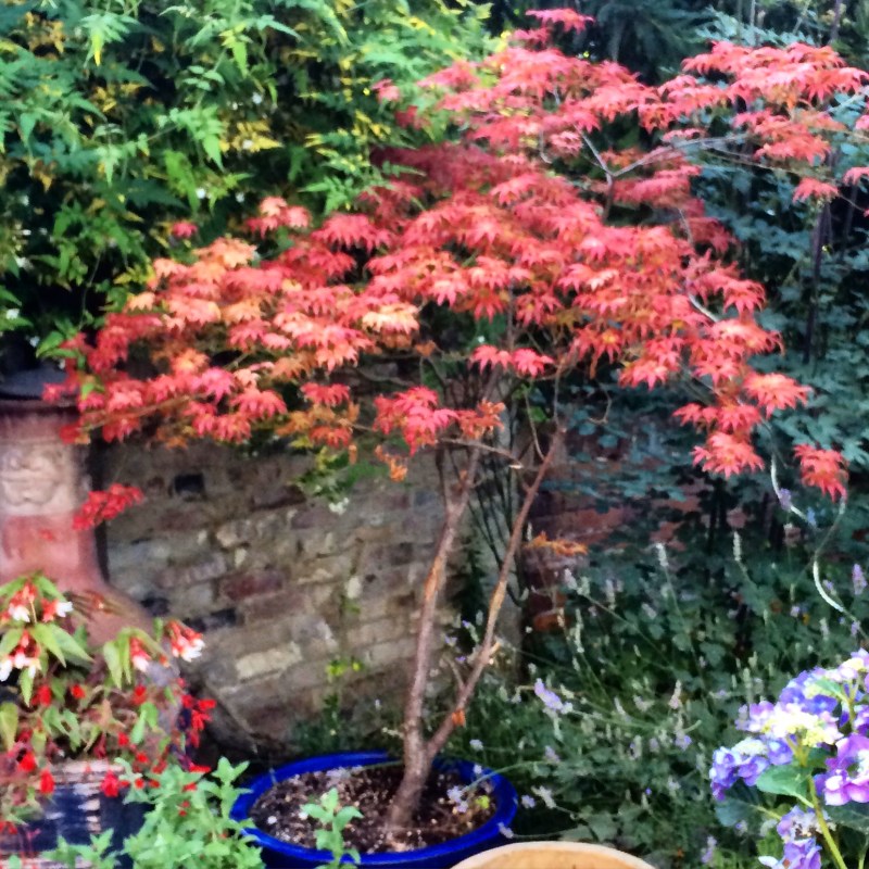 Keep acers in pots if your soil isn't right for planting them in the ground.