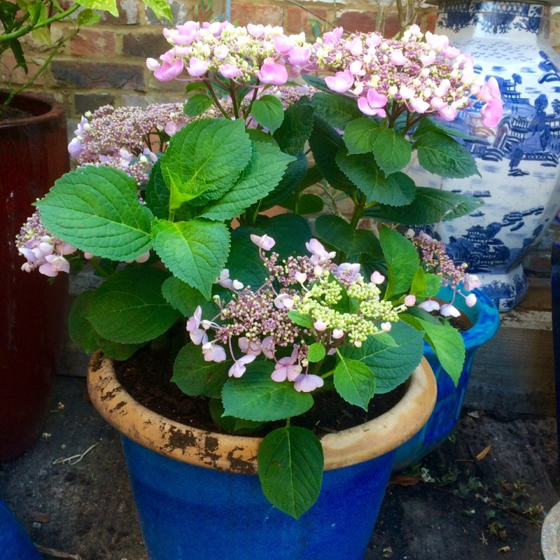 Think about the colour of your pot when choosing plants.