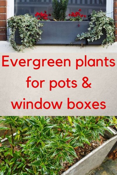 evergreen plants for pots and window boxes