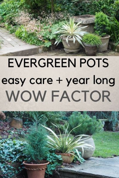 Evergreen pots for year round wow factor