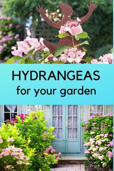 tips on growing hydrangeas