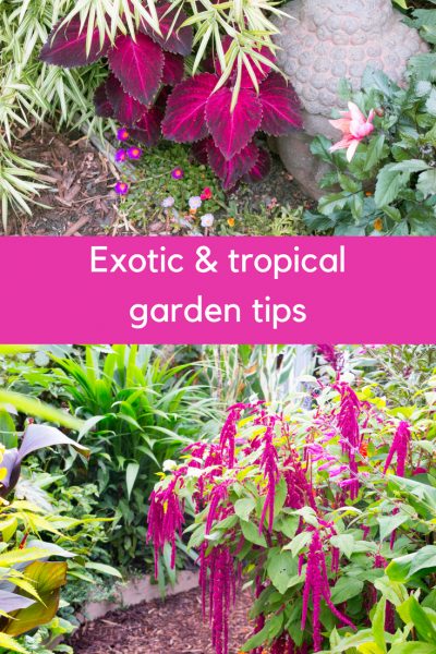 Tips on growing an exotic or tropical garden in a cool climate