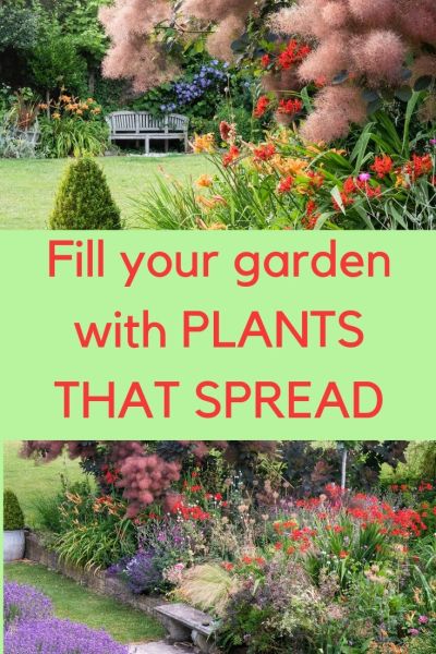 Plants that spread make for low maintenance gardening!